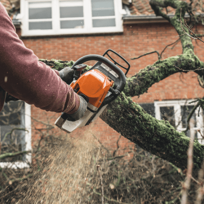 Tree Trimming